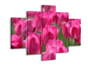 Obraz růžových tulipánů 