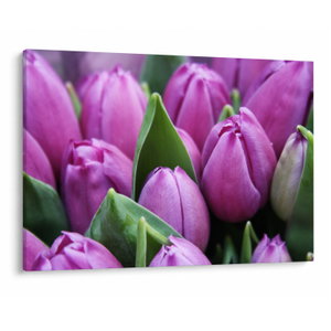 Kép - tulipánok (V020194V10070)