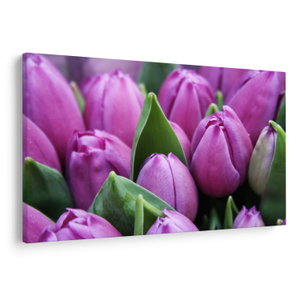 Kép - tulipánok (V020194V150100)