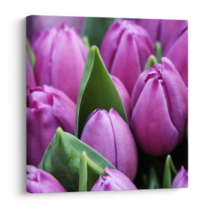 Kép - tulipánok (V020194V5050)
