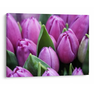 Kép - tulipánok (V020194V7050)
