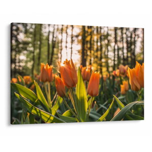 Kép - tulipánok (V020195V10070)