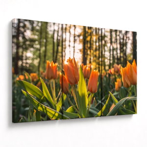 Kép - tulipánok (V020195V120803PCS)