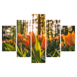 Kép - tulipánok (6)