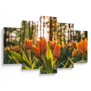 Kép - tulipánok