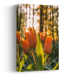 Kép - tulipánok (V020195V2030)