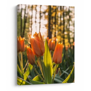Kép - tulipánok (V020195V3040)