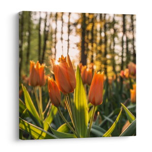 Kép - tulipánok (V020195V4040)