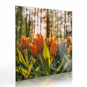 Kép - tulipánok (üvegen) (V020195V4040GD)
