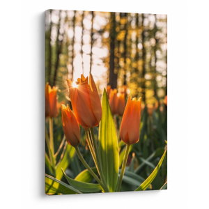 Kép - tulipánok (V020195V5070)