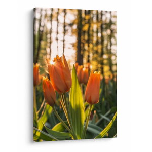 Schilderij - Tulpenbloesems (V020195V6090)