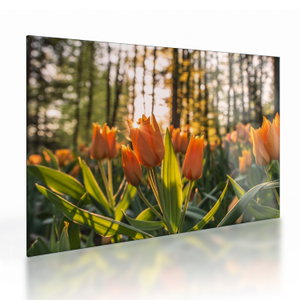 Kép - tulipánok (üvegen) (V020195V7050GD)