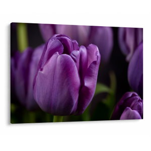 Tulipán vírág képe (V020215V10070)