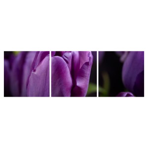 Tulipán vírág képe (6)