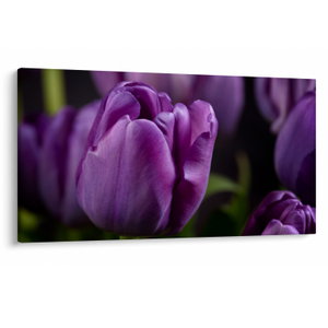Tulipán vírág képe (V020215V12070)