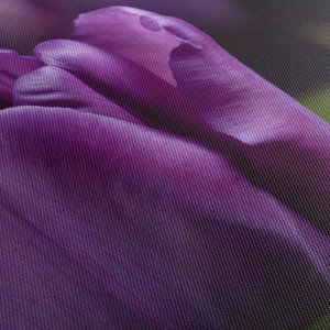 Obraz květů tulipánů (5)