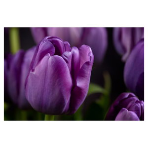 Obraz květů tulipánů (6)