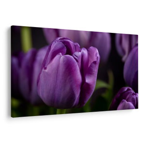 Tulipán vírág képe (V020215V12080)