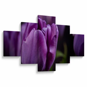 Tulipán vírág képe (V020215V12570)