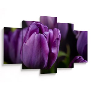 Tulipán vírág képe (V020215V150105)