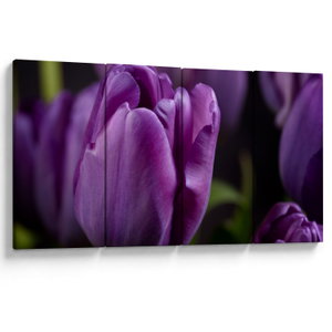 Tulipán vírág képe (V020215V16080)
