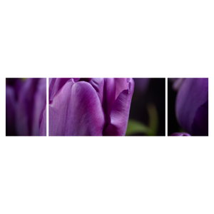 Tulipán vírág képe (6)