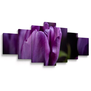 Tulipán vírág képe (V020215V210100)