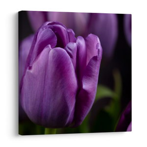Tulipán vírág képe (V020215V3030)