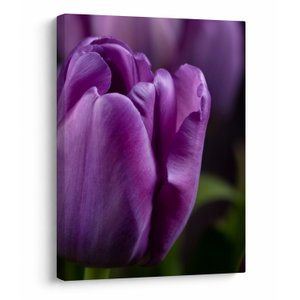 Tulipán vírág képe (V020215V3040)
