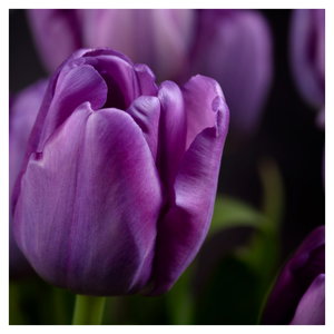 Tulipán vírág képe (üvegen) (5)