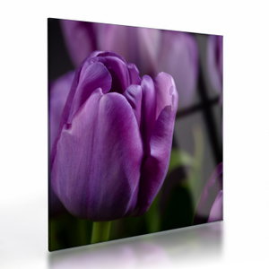 Tulipán vírág képe (üvegen) (V020215V4040GD)