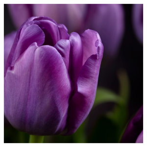 Tulipán vírág képe (6)