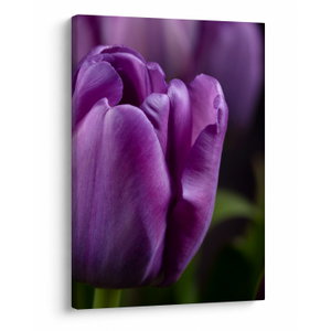 Tulipán vírág képe (V020215V5070)