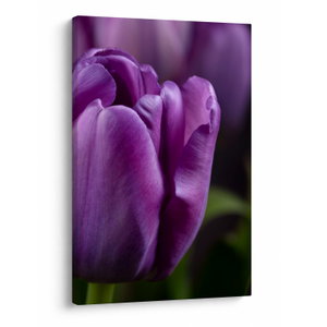 Obraz květů tulipánů (V020215V6090)