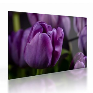Tulipán vírág képe (üvegen) (V020215V7050GD)