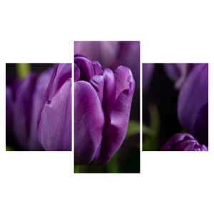 Tulipán vírág képe (6)