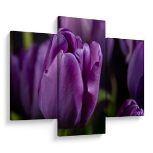 Tulipán vírág képe (V020215V90603PCS)