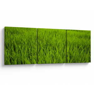Schilderij - Gras