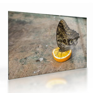 Skleněný obraz motýla (V020454V7050GD)