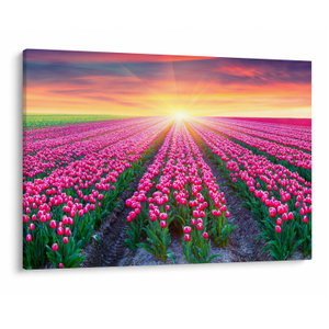 Tulipán mező és a nap képe (V020554V10070)