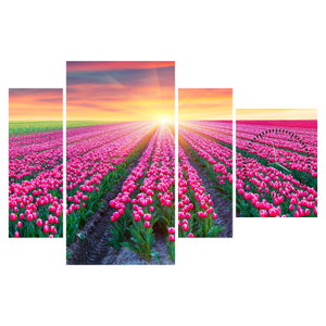 Tulipán mező és a nap képe (órával) (6)
