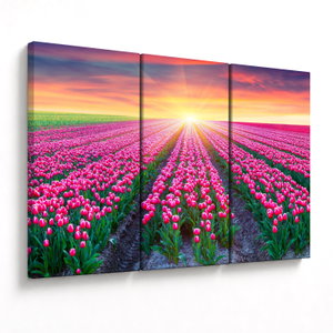 Tulipán mező és a nap képe (V020554V120803PCS)