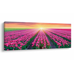 Tulipán mező és a nap képe (V020554V14558)