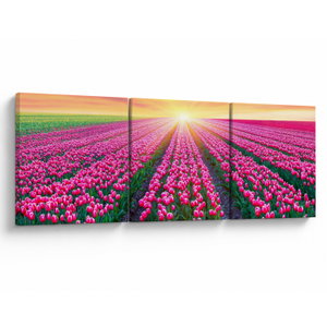 Tulipán mező és a nap képe (V020554V15050)