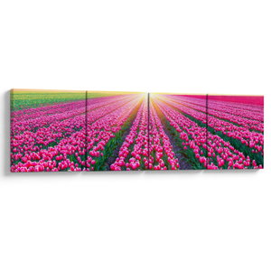 Tulipán mező és a nap képe (V020554V16040)