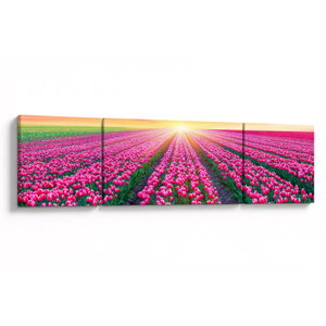 Tulipán mező és a nap képe (V020554V17050)
