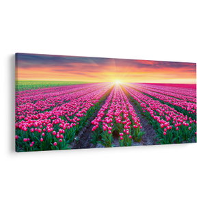 Tulipán mező és a nap képe (V020554V250125)