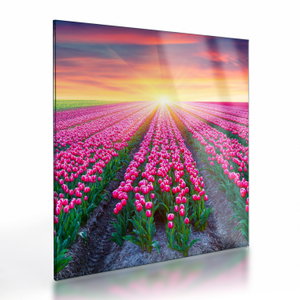 Tulipán mező és a nap képe (üvegen) (V020554V4040GD)