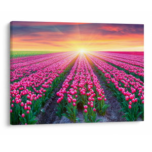 Tulipán mező és a nap képe (V020554V7050)