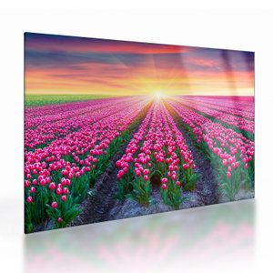 Tulipán mező és a nap képe (üvegen) (V020554V7050GD)